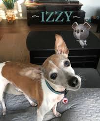 I'm participating in @kitsaphumanesoc's petswalk to raise money for shelter pets! Petfinder Kitsap County The Y Guide