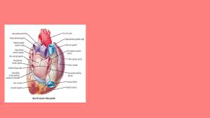 1 cara externa prolonga a orejuela 2cara interna fosa oval (cerrada) por. Topografia Del Corazon Abdomen Auscultacion Udocz