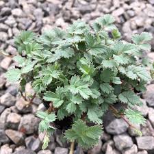 Image result for Holubia saccata