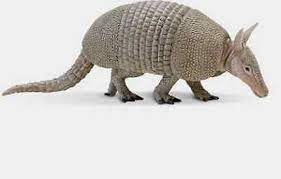 Armadillo Replica 262829 Free Ship In Usa W 25 Safari Ltd Products