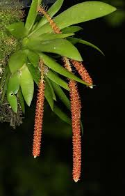 Image result for Oberonia