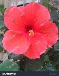 Hibiscus Flower Bloom During Summer Stock Photo Edit Now 1431758348 Hibiscus Flowers Hibiscus Flowers