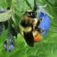 ERNC | Guided Hike "Earth Day Phenology Hike"
