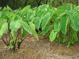 Talas (colocasia) merupakan tanaman herba tahunan yang dapat tumbuh hingga ketinggiannya mencapai sekitar 3 meter cara menanam talas. Talas Wikipedia Bahasa Indonesia Ensiklopedia Bebas