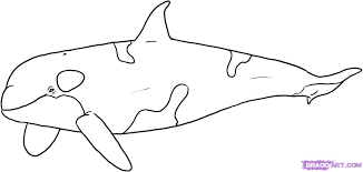 Free, printable coloring pages for adults that are not only fun but extremely relaxing. Orca Whale Coloring Page Coloring Home