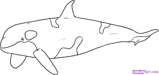 These downloadable killer whale orca coloring pages are a great way for kids to keep themselves entertained while boosting their creativity and matching skills. Orca Whale Coloring Page Coloring Home