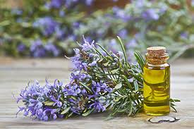 Rosemary Oil: The Natural Botanical Miracle for Hair Growth