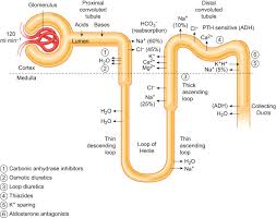Image result for Loop Diuretic