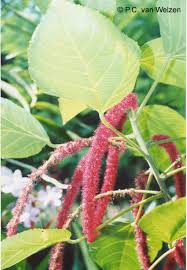 Image result for Acalypha brachystachya
