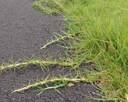 Image result for Cenchrus clandestinus