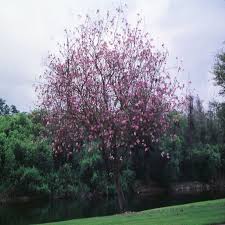 Image result for Bauhinia purpurea