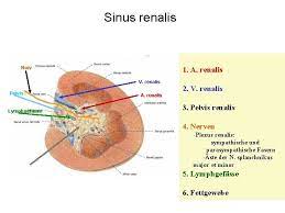 Справки по телефону ☎ 8 800 500 4549. Anatomie Der Niere Pelvis Renalis Nierenkapsel Befestigung Der