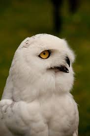 Owel Owl Life Beautiful Owl Awesome Owls