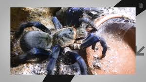 Image result for Blue Lightning 2006 Spider