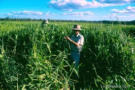 Image result for Polystachya troupiniana