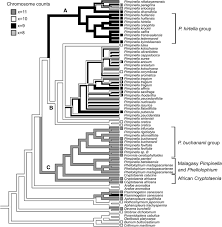 Image result for Pimpinella buchananii