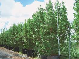 Image result for Conocarpus