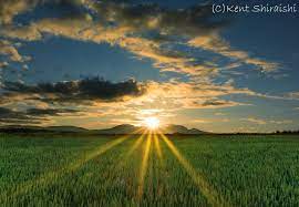 sonyで撮る ケント白石の太陽写真 特集第一弾 クリスマスプレゼント kent shiraishi photo blog 風景 麦畑 風景写真