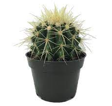I know that correct question is how much does it cost? but i saw many questions like this with different structure like this how. Golden Barrel Cactus Echinocactus Grusonii 4 Pot Walmart Com Walmart Com