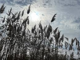 Image result for Phragmites