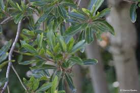 Image result for Faurea