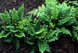 Image result for Asplenium staudtii