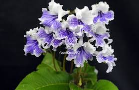 Image result for Streptocarpus eylesii