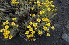 Image result for Senecio maranguensis