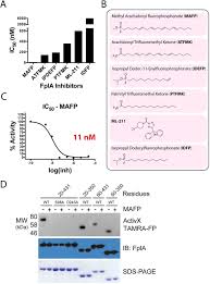 Micro service to run python script of fpla project. Fpla From Fusobacterium Nucleatum Is A Type Vd Autotransporter Phospholipase With A Proposed Role In Altered Host Signaling And Evasion Of Autophagy Biorxiv