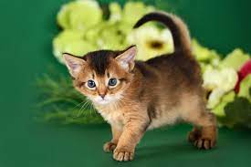 Somali katze herunterladen somali katze schreib weiter bilder somali katze. Somali Katze Charakter Haltung Zucht Pflege Zooplus