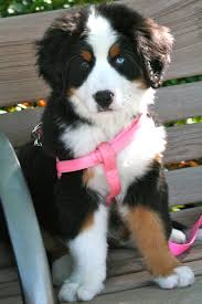 Bernese Mountain Dog Black Brown And White Fluffy Dog Bernese Mountain Dog Bernese Mountain Dog Dogs Mountain Dogs
