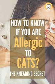 How To Know If You Are Allergic To Cats Allergic To Cats Allergic To Dogs How To Know