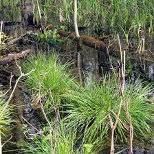 Buy deschampsia cespitosa 'goldtau' tufted hair grass ( syn. Deschampsia Cespitosa