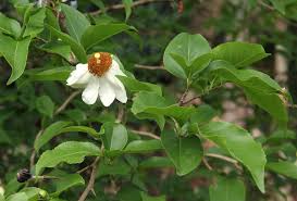 Image result for Oncoba