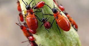 Pin On Bugs Bugs Bugs