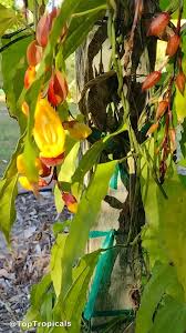 Image result for Thunbergia mysorensis