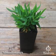 Image result for Pogonatherum paniceum