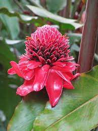 15 Intriguing Malaysian Ingredients Torch Ginger Flower Singapore Island Flowers
