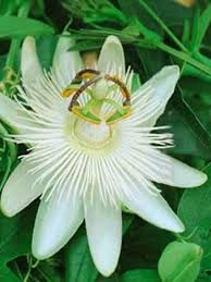 Ce fruit exotique renferme une multitude de petites graines noires la famille des passifloracées, à laquelle le fruit de la passion appartient, compte près de 400 espèces. Passiflore Fleur De La Passion Constance Elliot Passiflora Caerulea Le Jardin Du Pic Vert