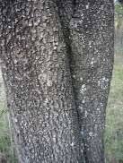 Image result for Spirostachys