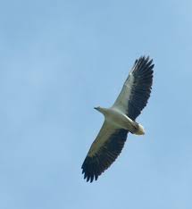 It is also the largest resident raptor. White Bellied Sea Eagle Singapore Raptors