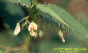 Image result for Aeschynomene megalophylla