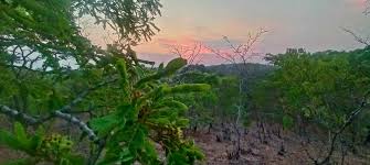 Image result for Julbernardia