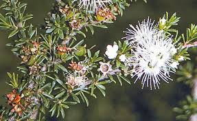 Image result for Annickia ambigua