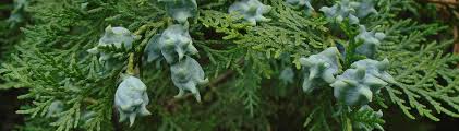 Mit der richtigen pflege der pflanze beugen sie zu schnellem wuchs und kahlen stellen vor. Thuja Hecke Schneiden Tipps Zum Kurzen Jobruf