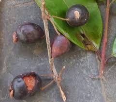 Image result for Eugenia aschersoniana