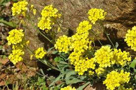 Image result for Aurinia