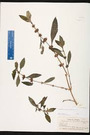 Image result for Hygrophila cataractae