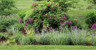 Quality hedging at competitive prices. 10 Shrubs For Full Sun Flowering Shrubs For Open Sites Pyracantha Co Uk