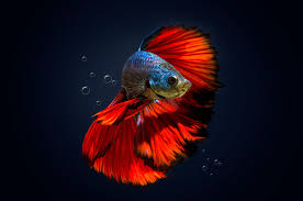 Betta fish are an excellent option for a home or office aquarium. The Best Environment For A Betta Fish